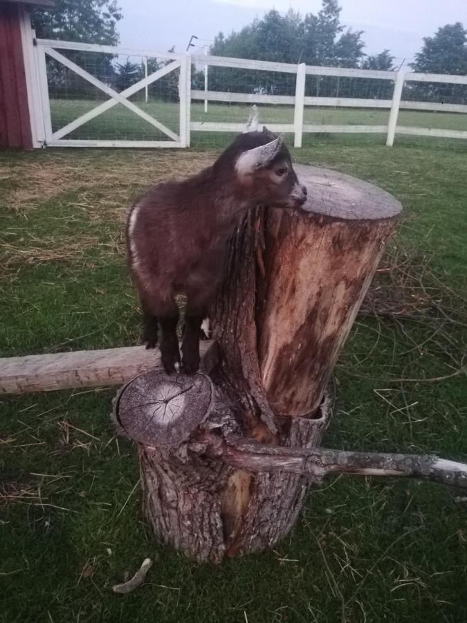 Babie Lato Villa Wlodarka Eksteriør billede